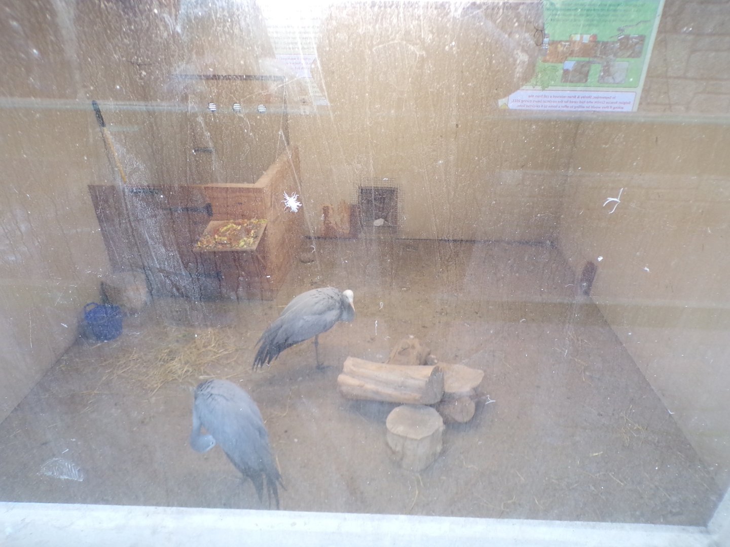 Stanley’s crane 1.1.23