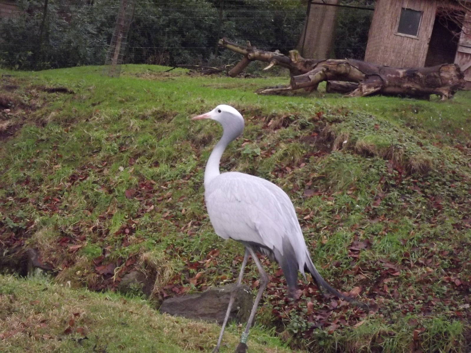 Stanley's crane at Edinburgh Zoo 28/12/11