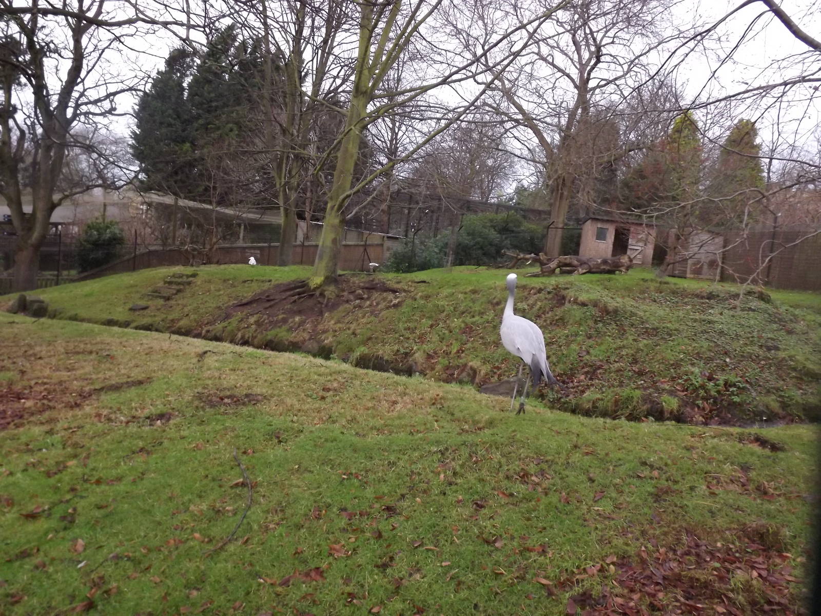 Stanley's crane exhibit at Edinburgh Zoo 28/12/11