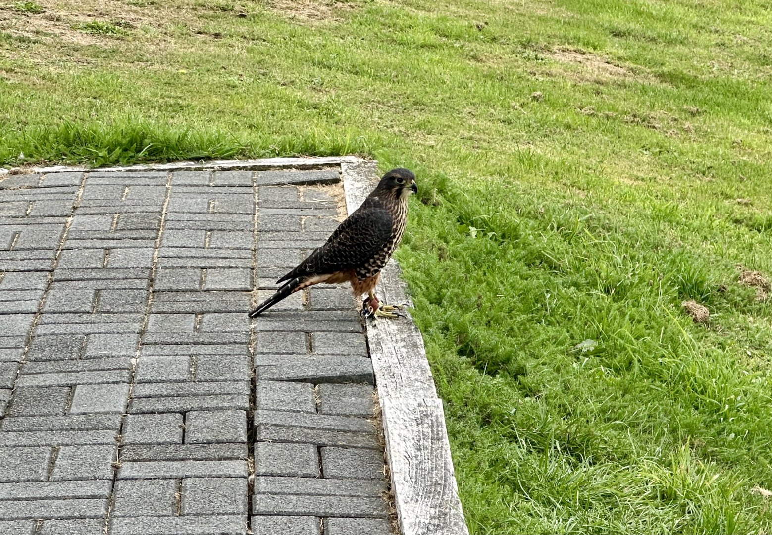 Star (Female New Zealand Falcon)