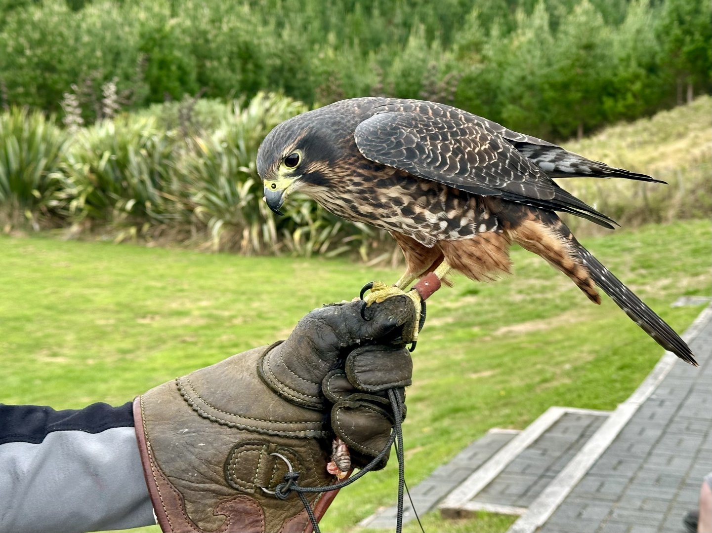 Star (Female New Zealand Falcon)
