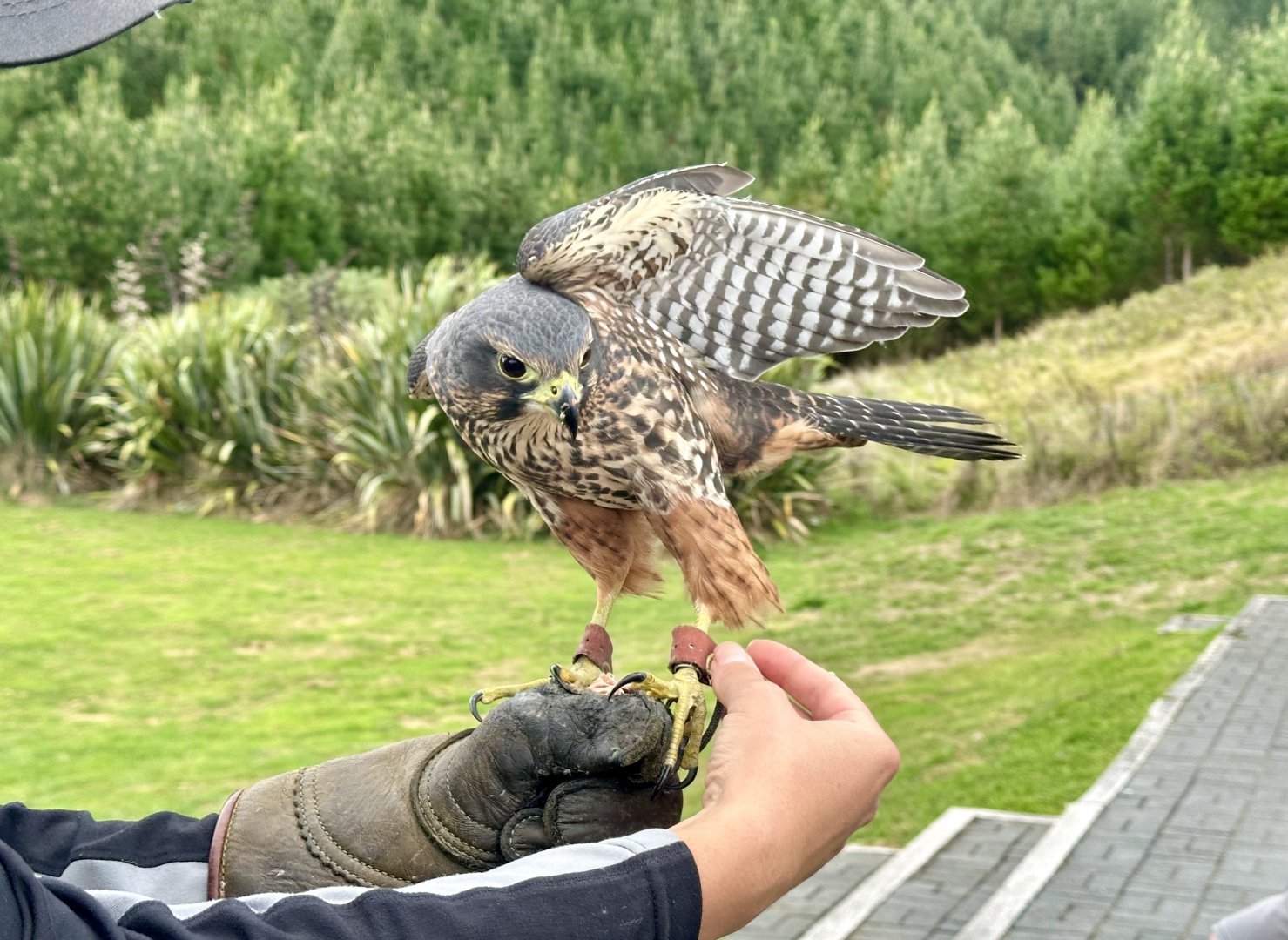 Star (Female New Zealand Falcon)