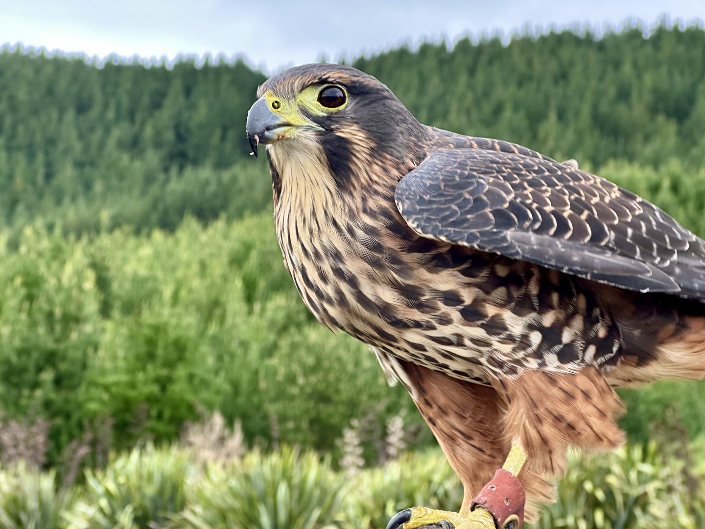 Star (Female New Zealand Falcon)