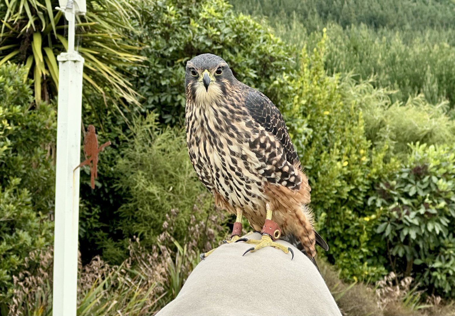 Star (Female New Zealand Falcon)