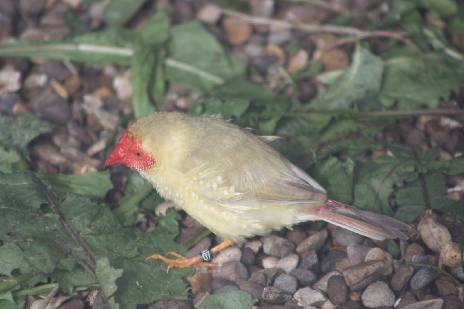 Star Finch, 13th July 2014