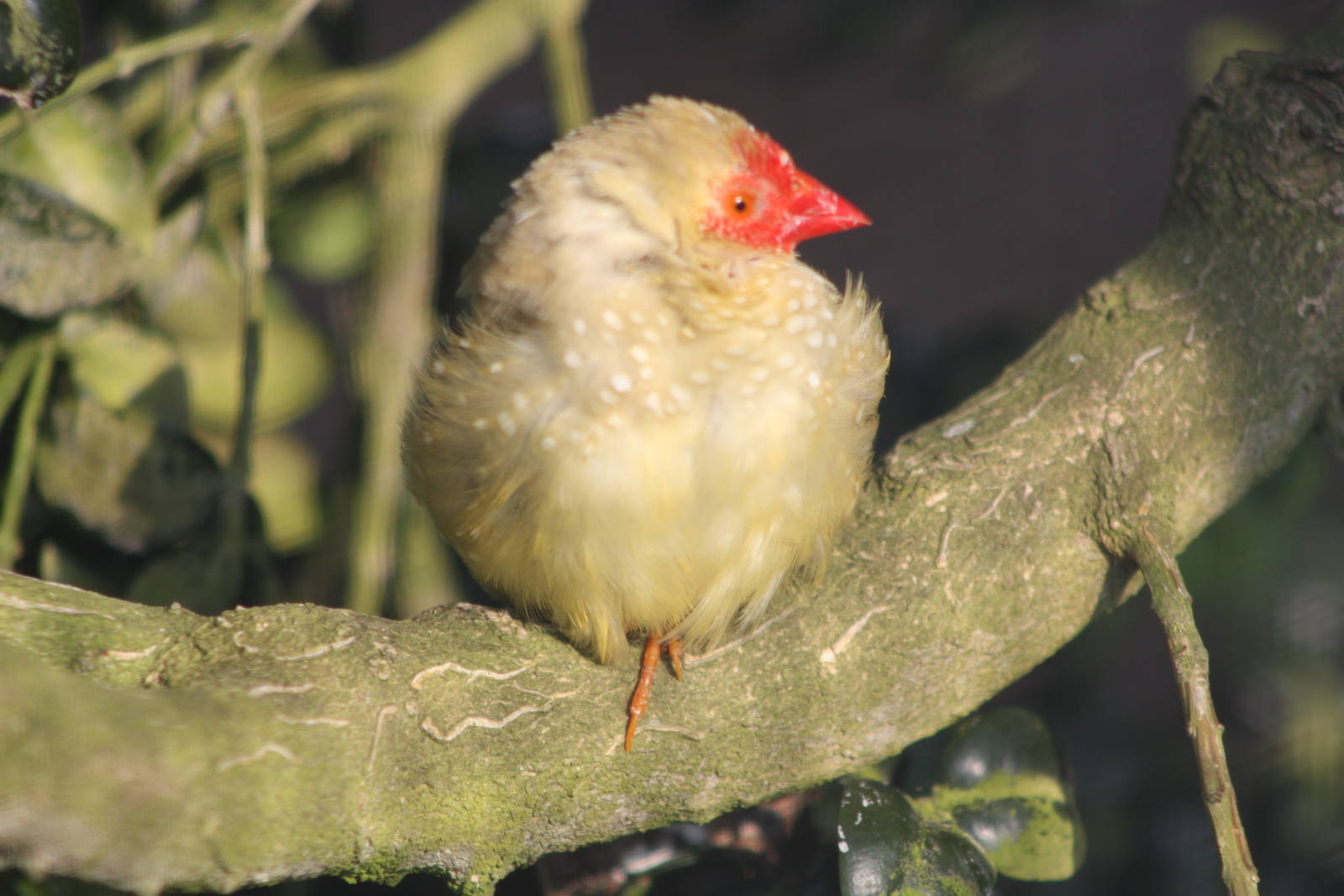 Star Finch, 18th May 2014