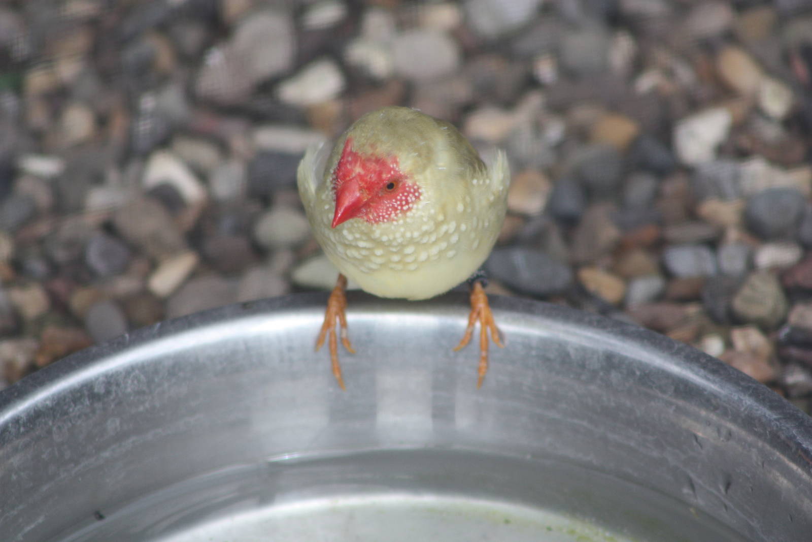 Star Finch, 28th June 2014