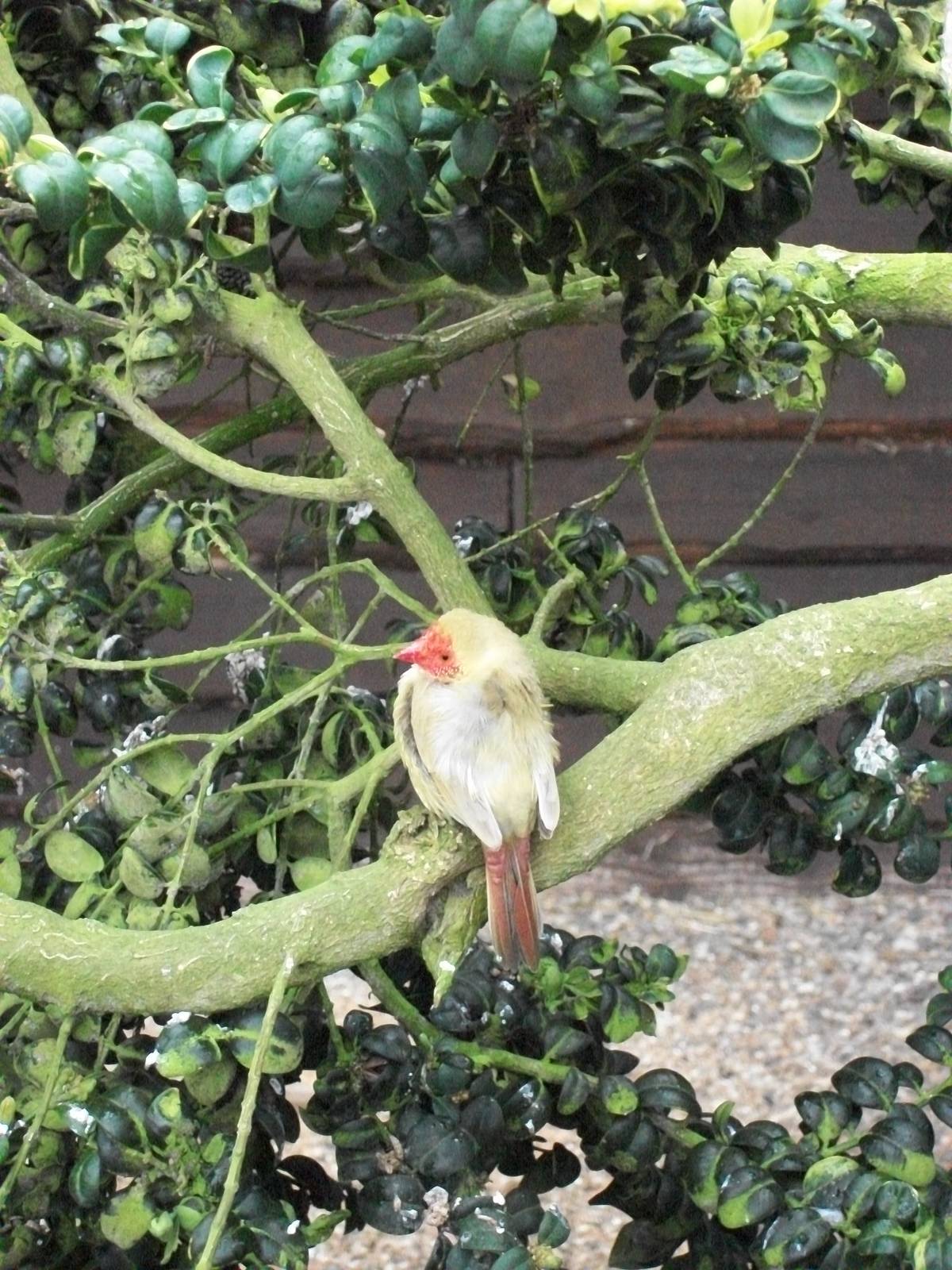 Star Finch (arrived 18th April), 21st April 2014