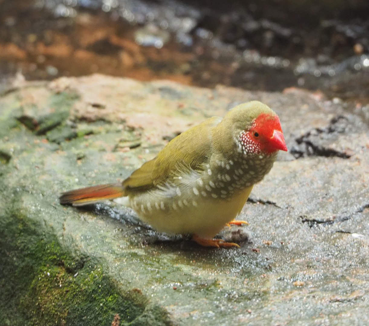 Star finch (Bathilda ruficauda), 2022-05-26