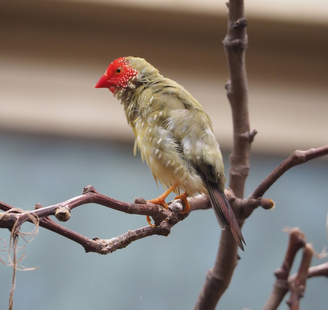Star finch (Bathilda ruficauda), 2022-08-16