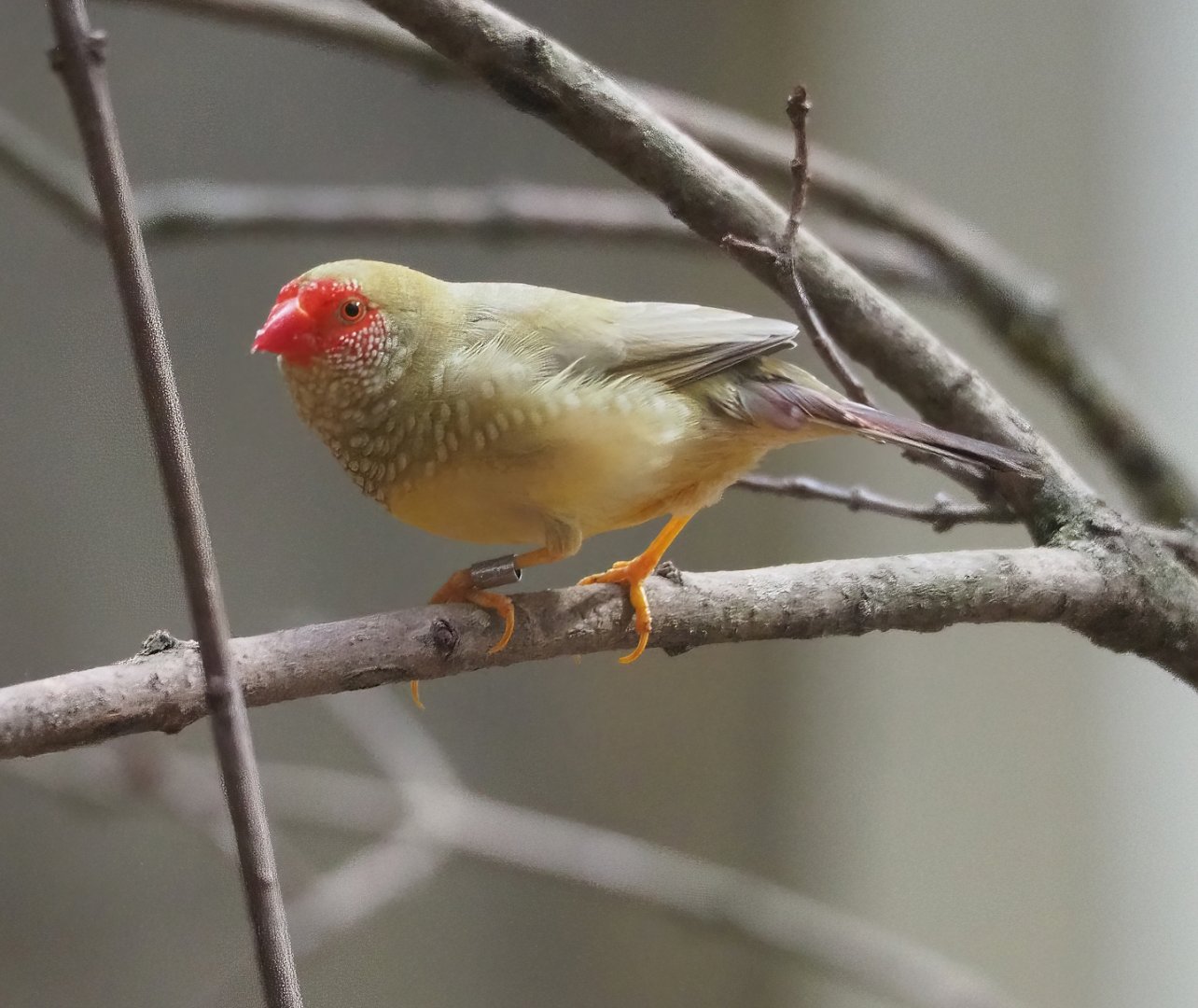 Star finch (Bathilda ruficauda), 2023-07-02