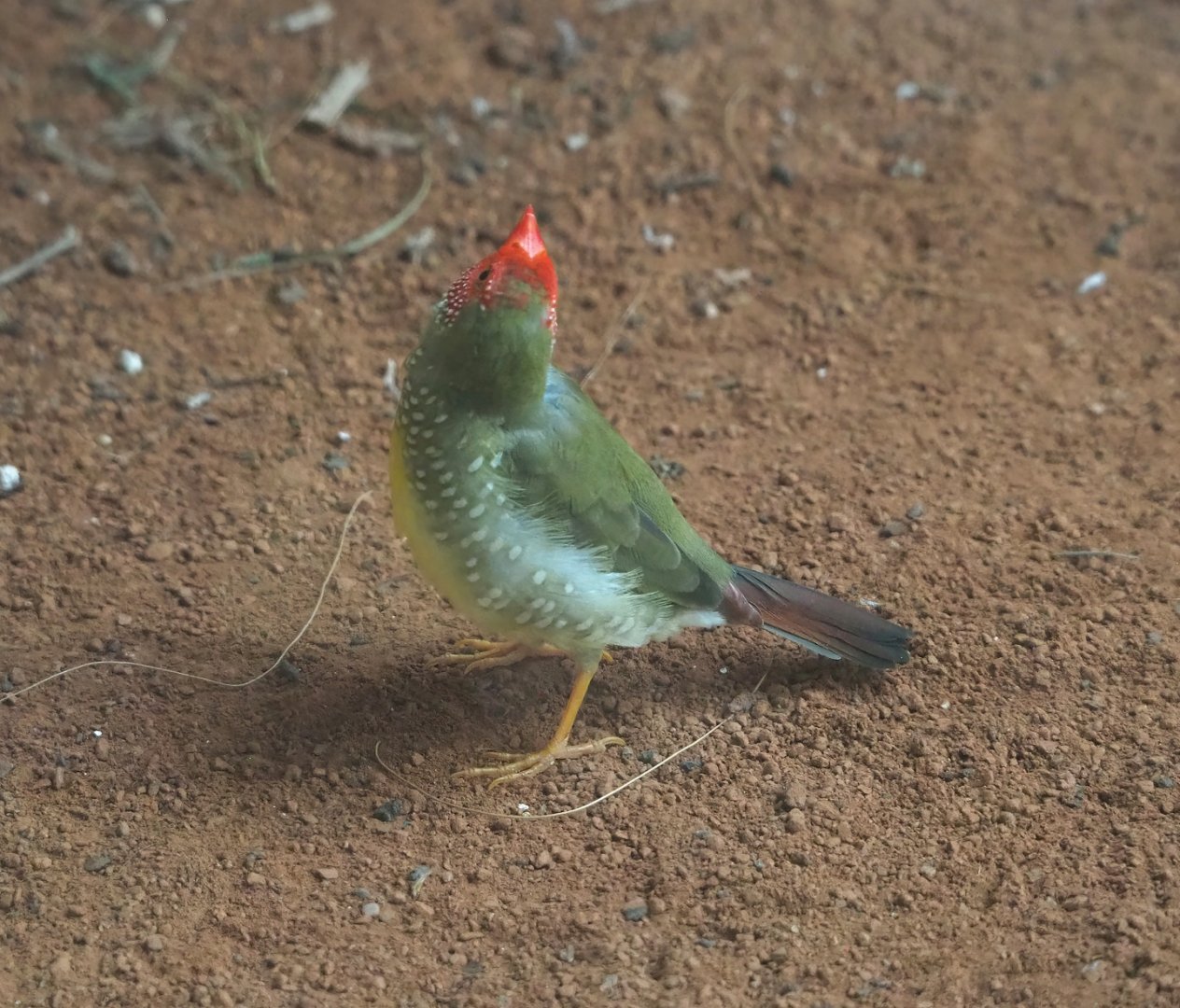Star finch (Bathilda ruficauda), 2024-02-17