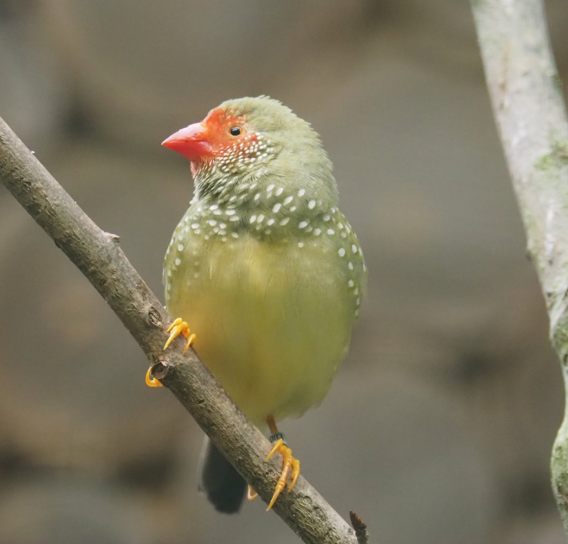 Star finch (Bathilda ruficauda), 2024-05-22