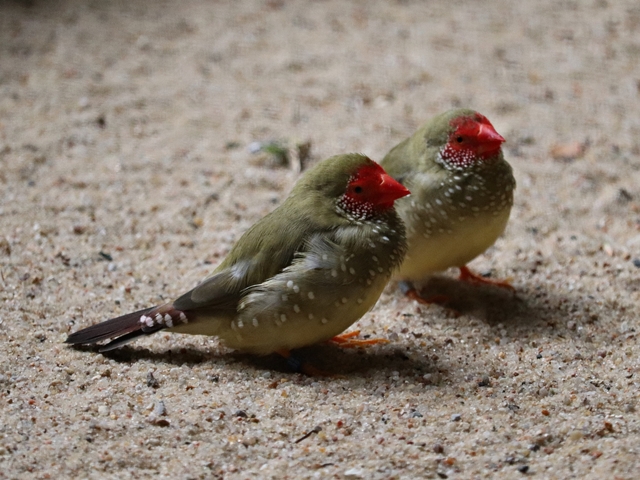 Star finch (Bathilda ruficauda)