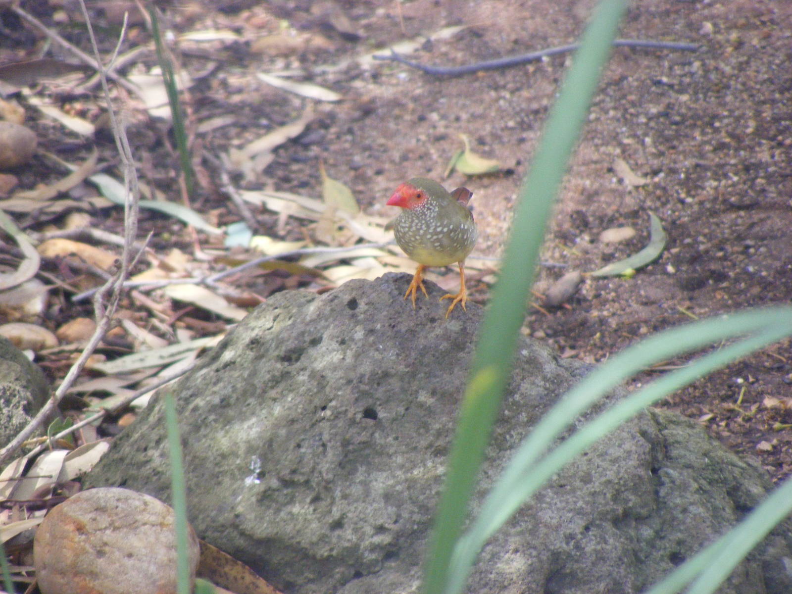 Star Finch - January, 2010
