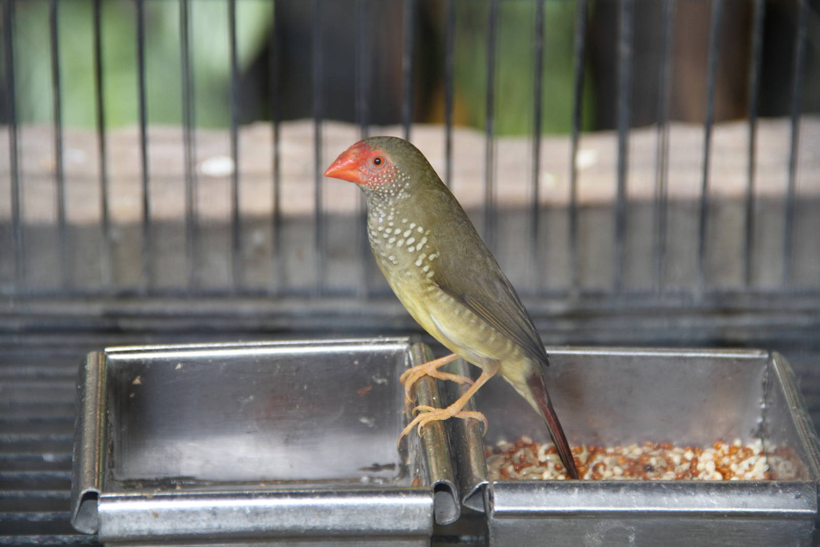 Star Finch (Neochmia ruficauda)