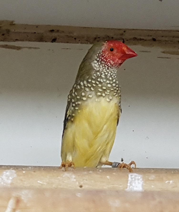 Star finch - Neochmia ruficauda