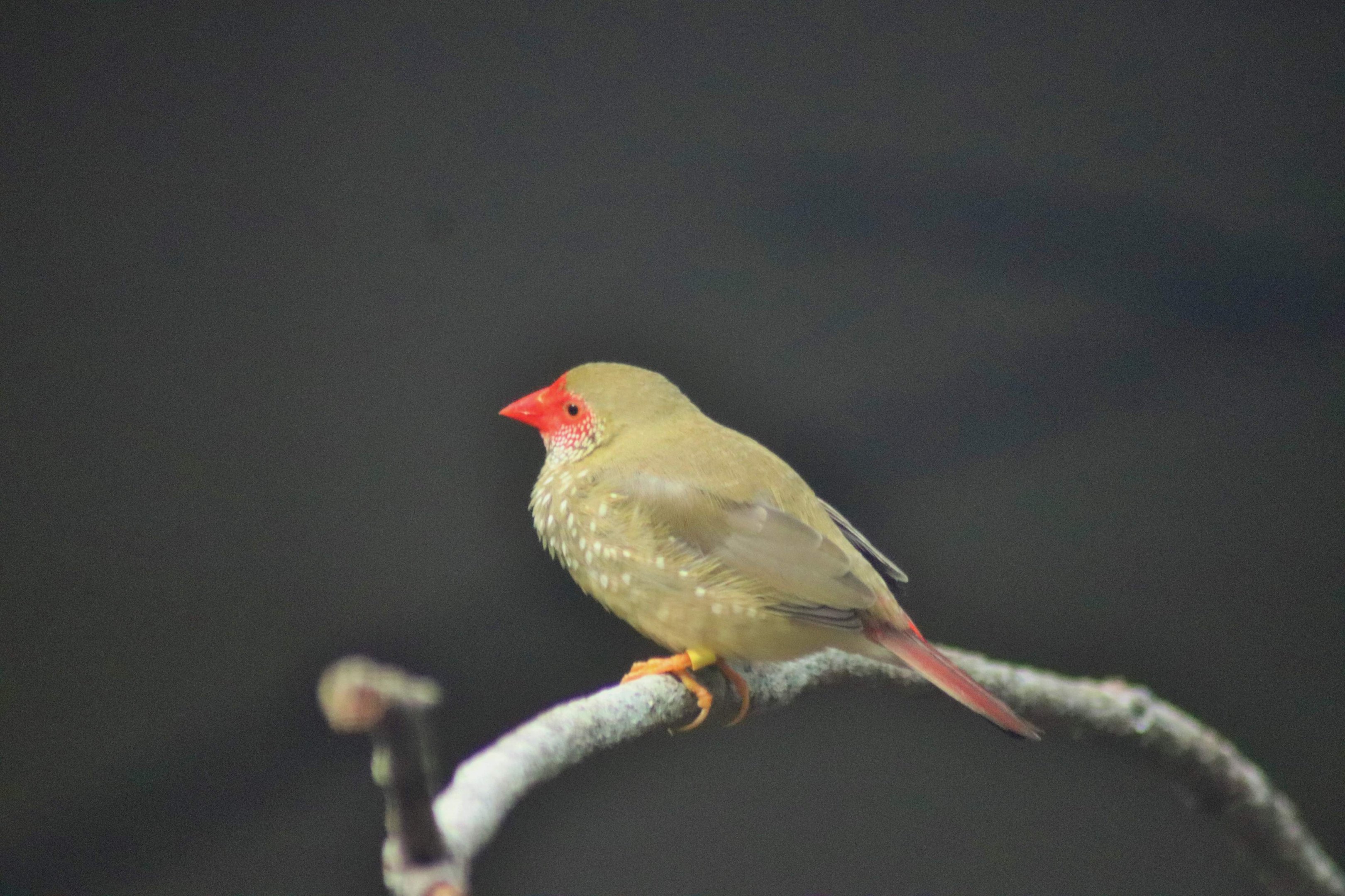 Star Finch (Neochmia ruficauda)