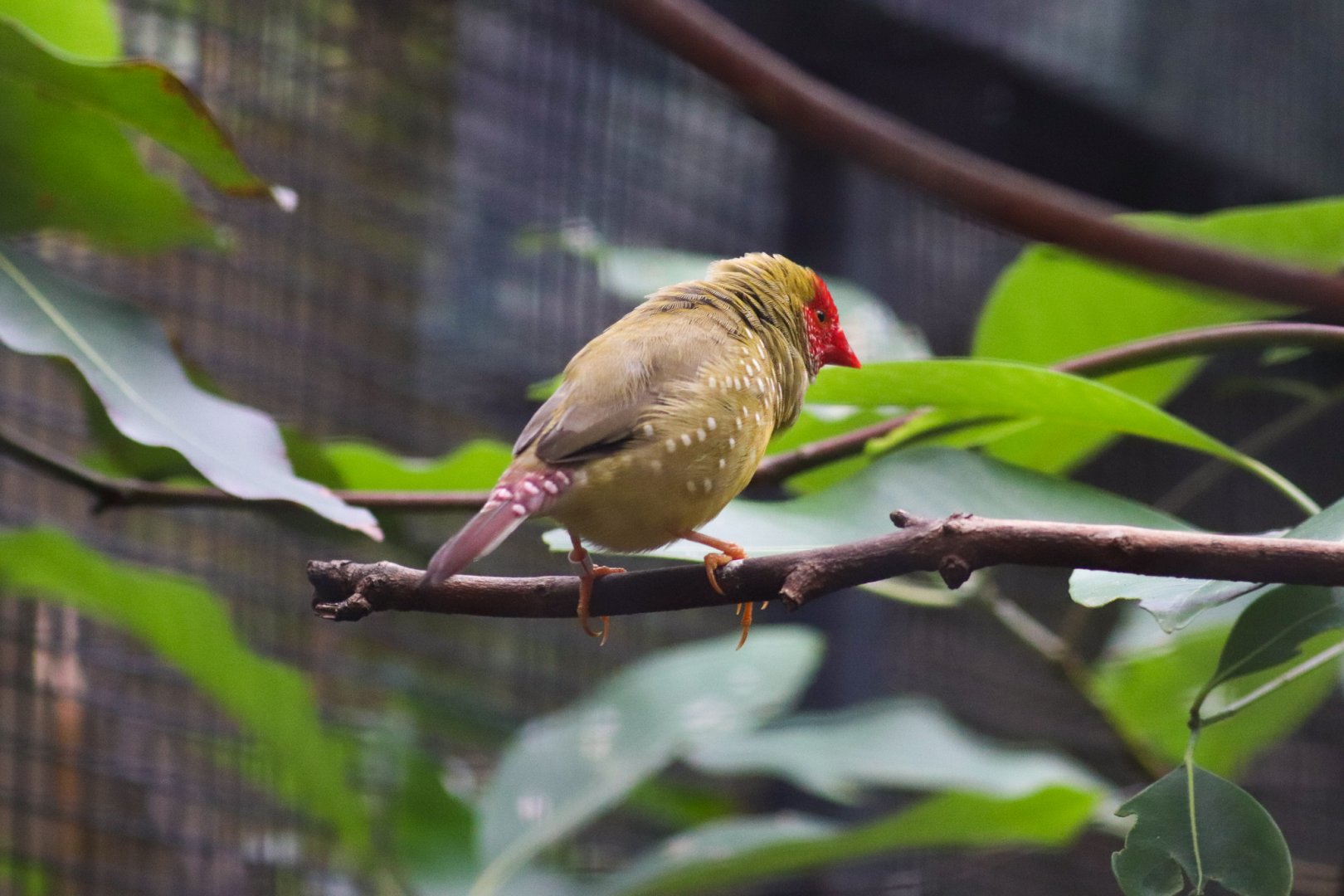 Star Finch (Neochmia ruficauda)