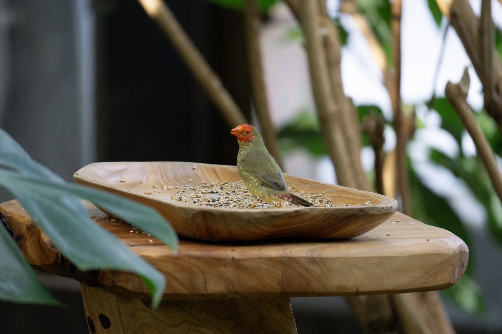 Star finch (Neochmia ruficauda)