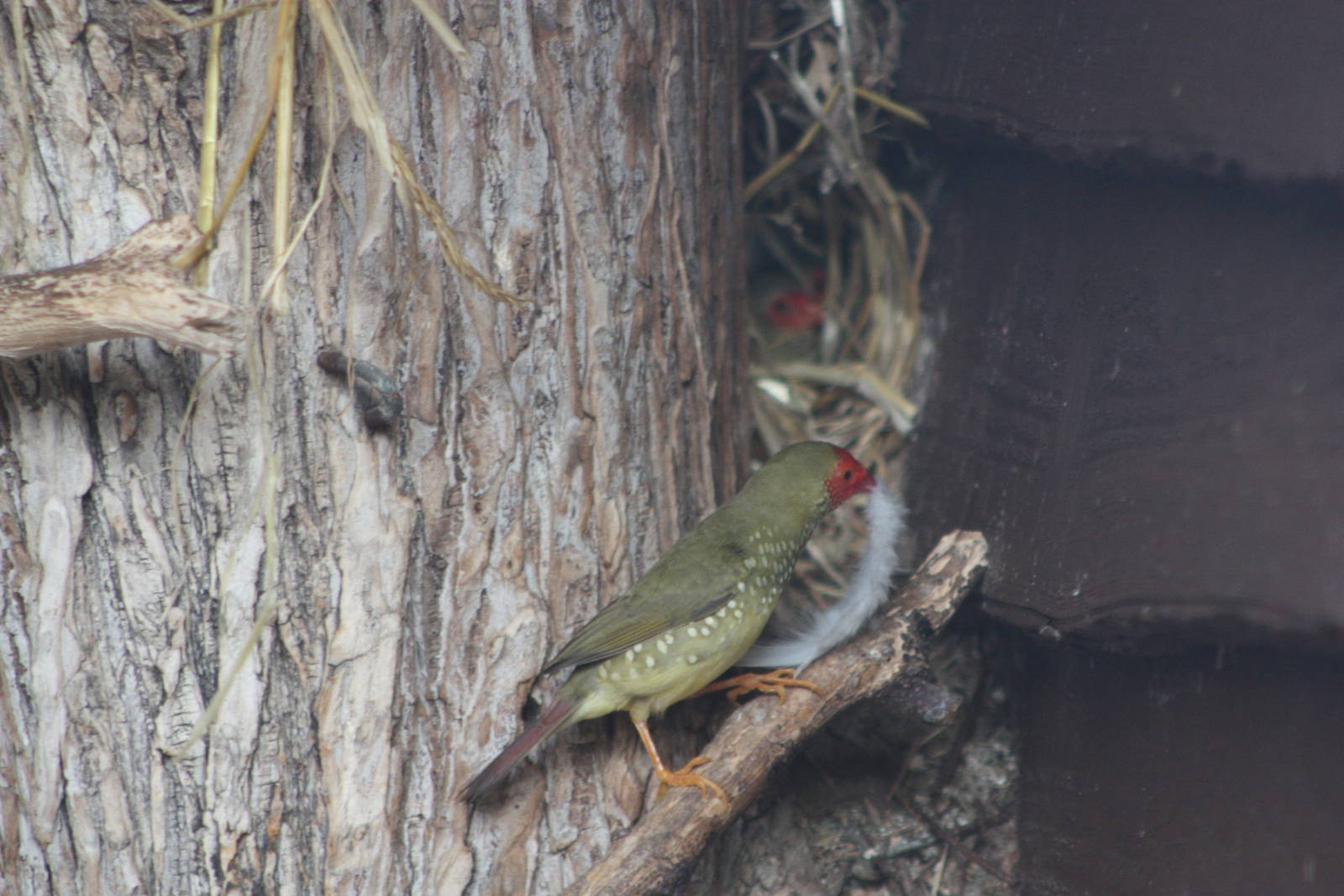 Star Finch nesting operations, 14th September 2014