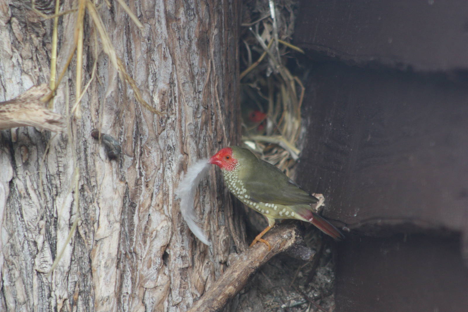 Star Finch nesting operations, 14th September 2014
