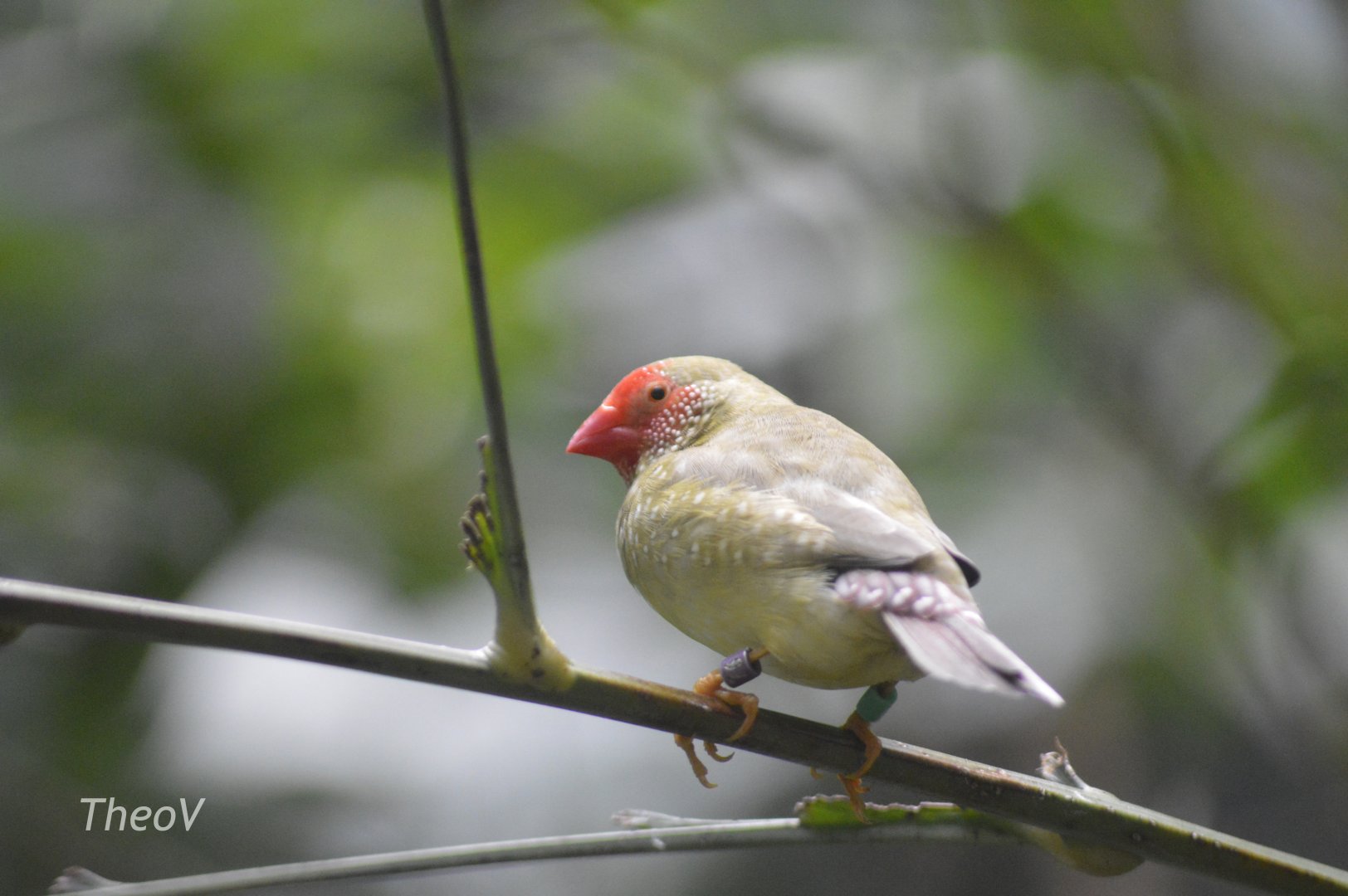 Star finch - World of Birds [2017]