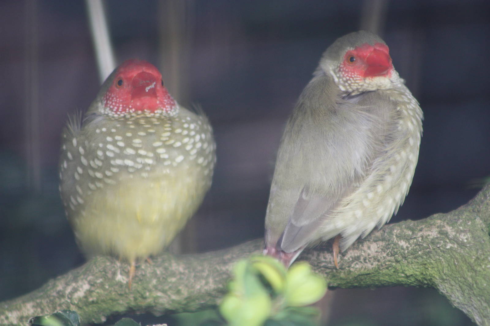 Star Finches, 24th May 2014