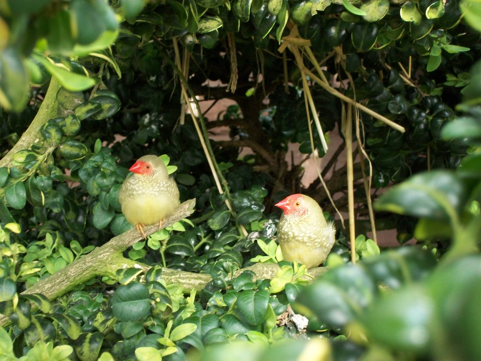 Star Finches, 5th May 2014