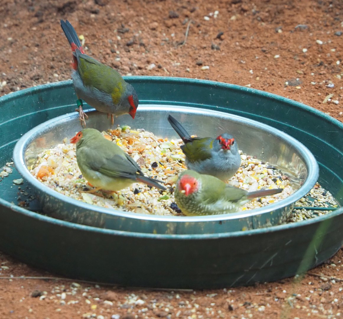 Star finches (Bathilda ruficauda) and Red-browed firetails (Neochmia temporalis) on feeding dish, 2022-05-26