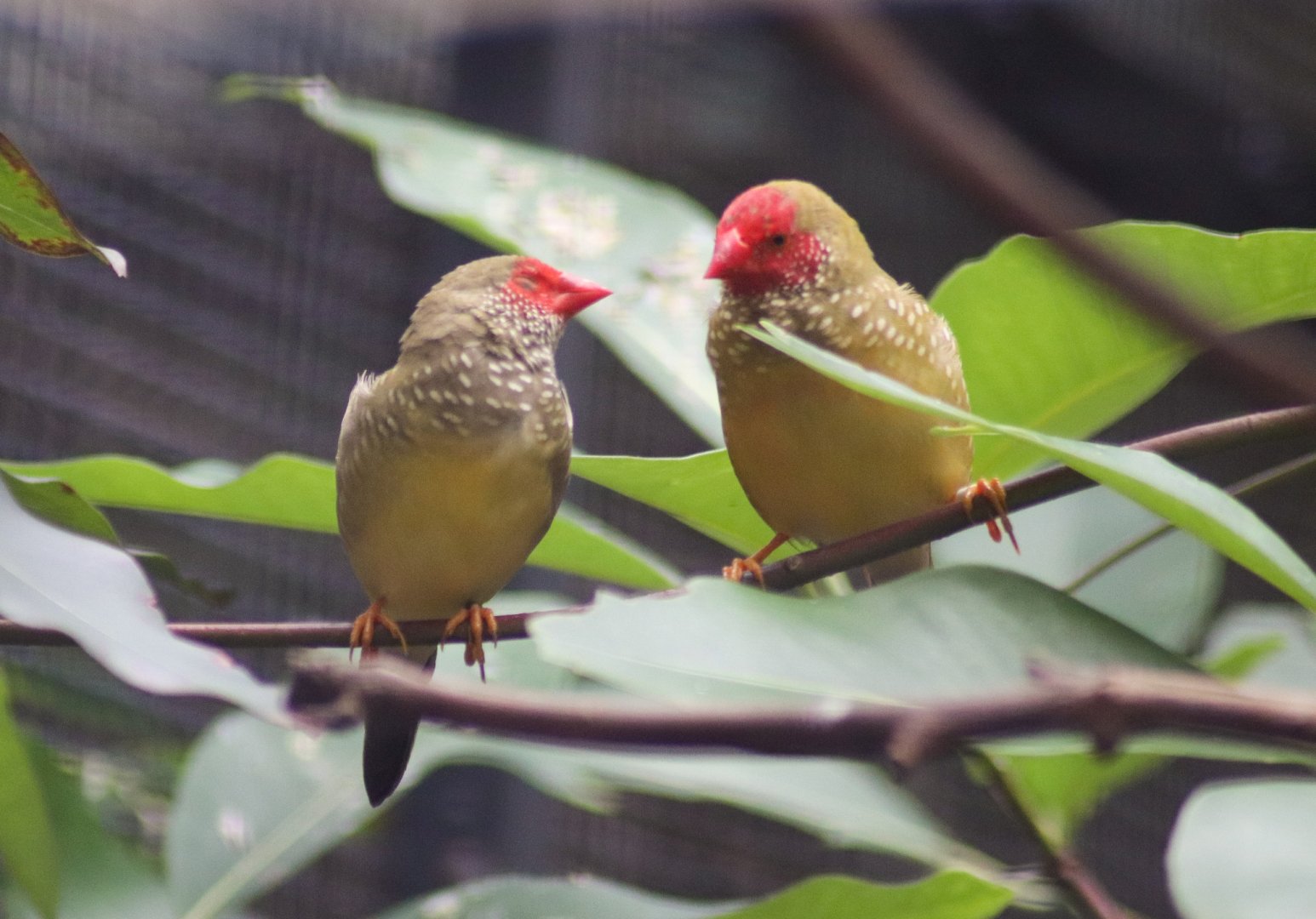 Star Finches (Neochmia ruficauda)