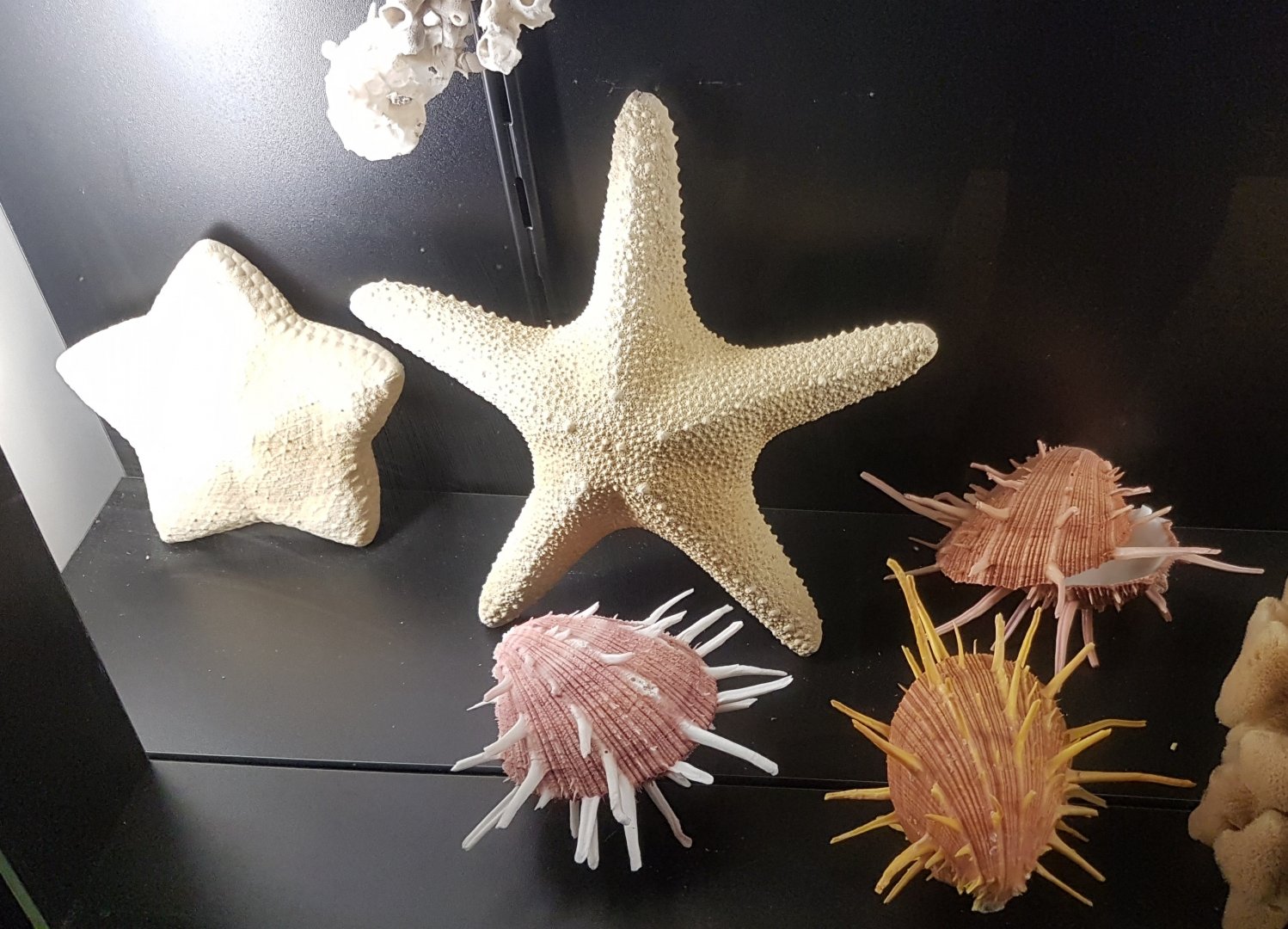 Star-fish and shells
