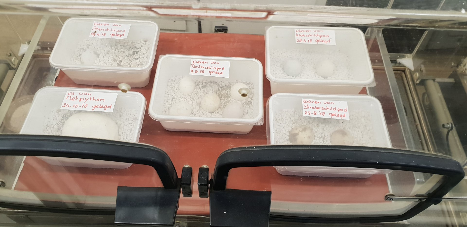 Star, Leopard, Marginated and Radiated tortoise eggs