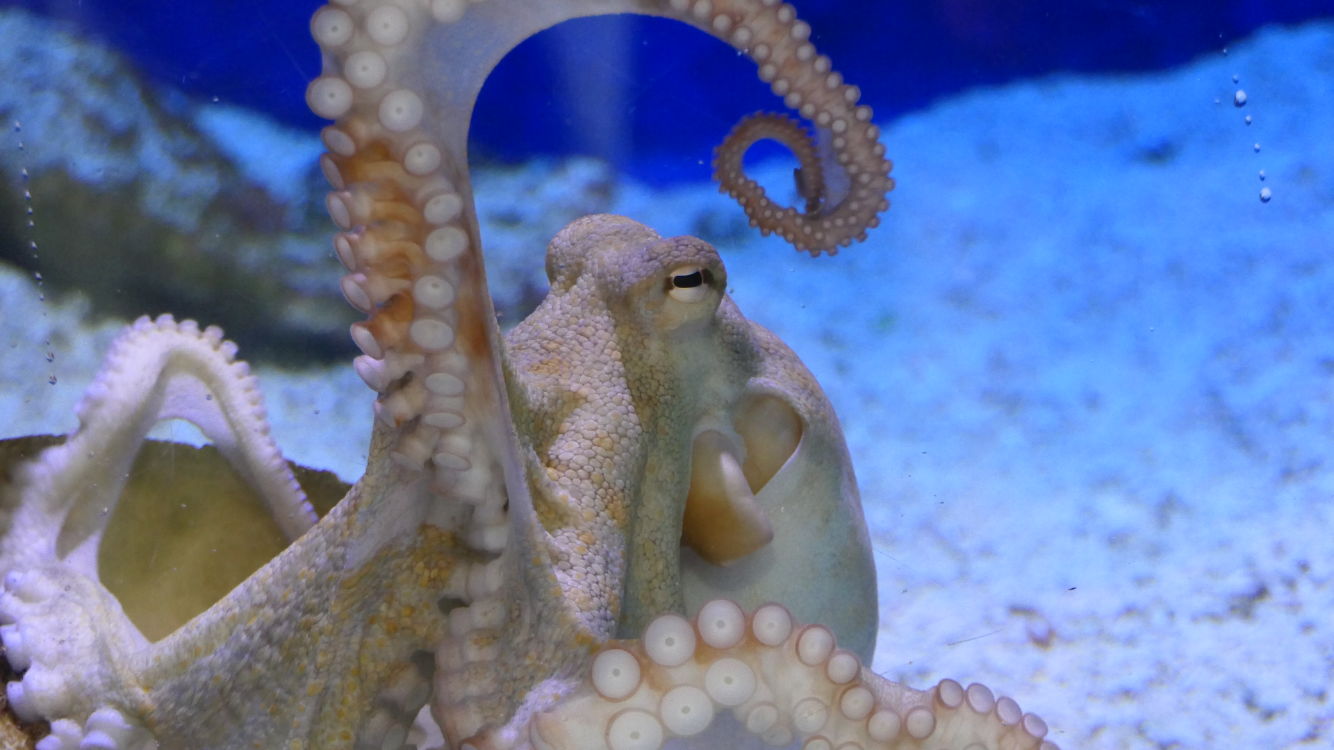 Star Octopus (Octopus djinda) - Dolphin Discovery Centre, Bunbury