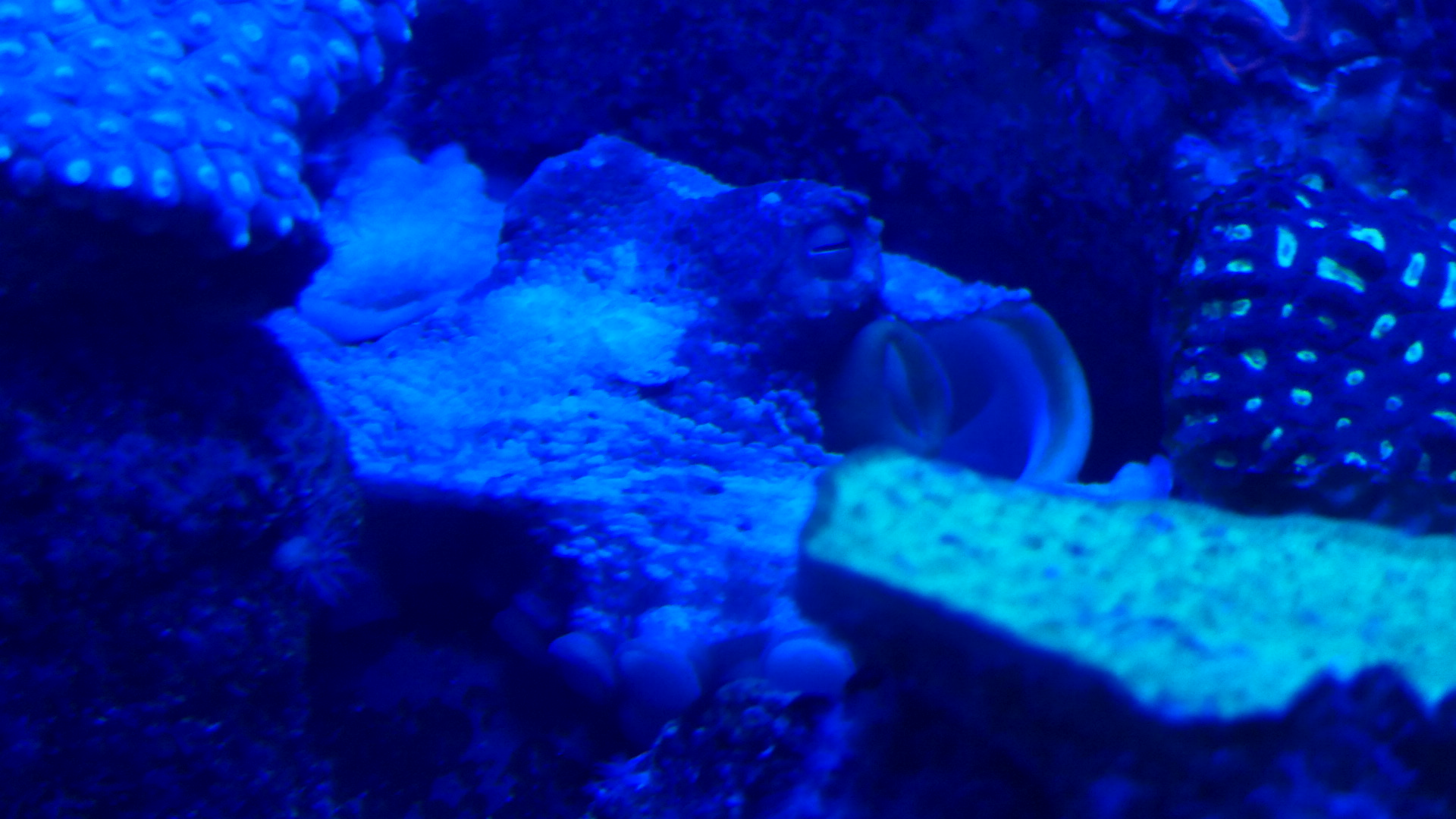 Star Octopus (Octopus djinda)