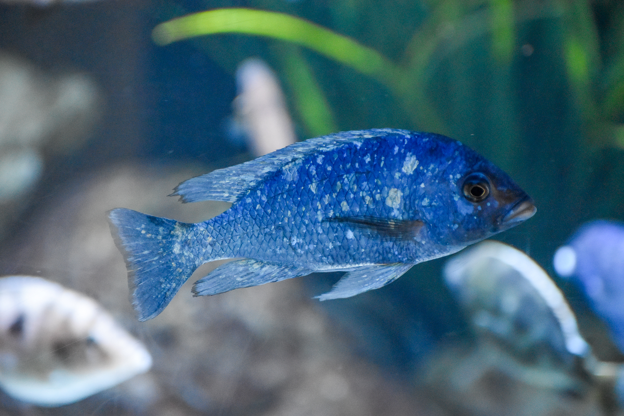 Star Sapphire Cichlid