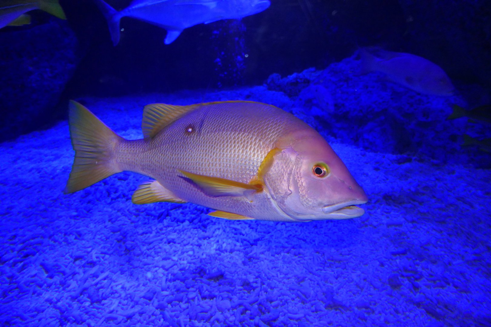 Star Snapper (Lutjanus stellatus)