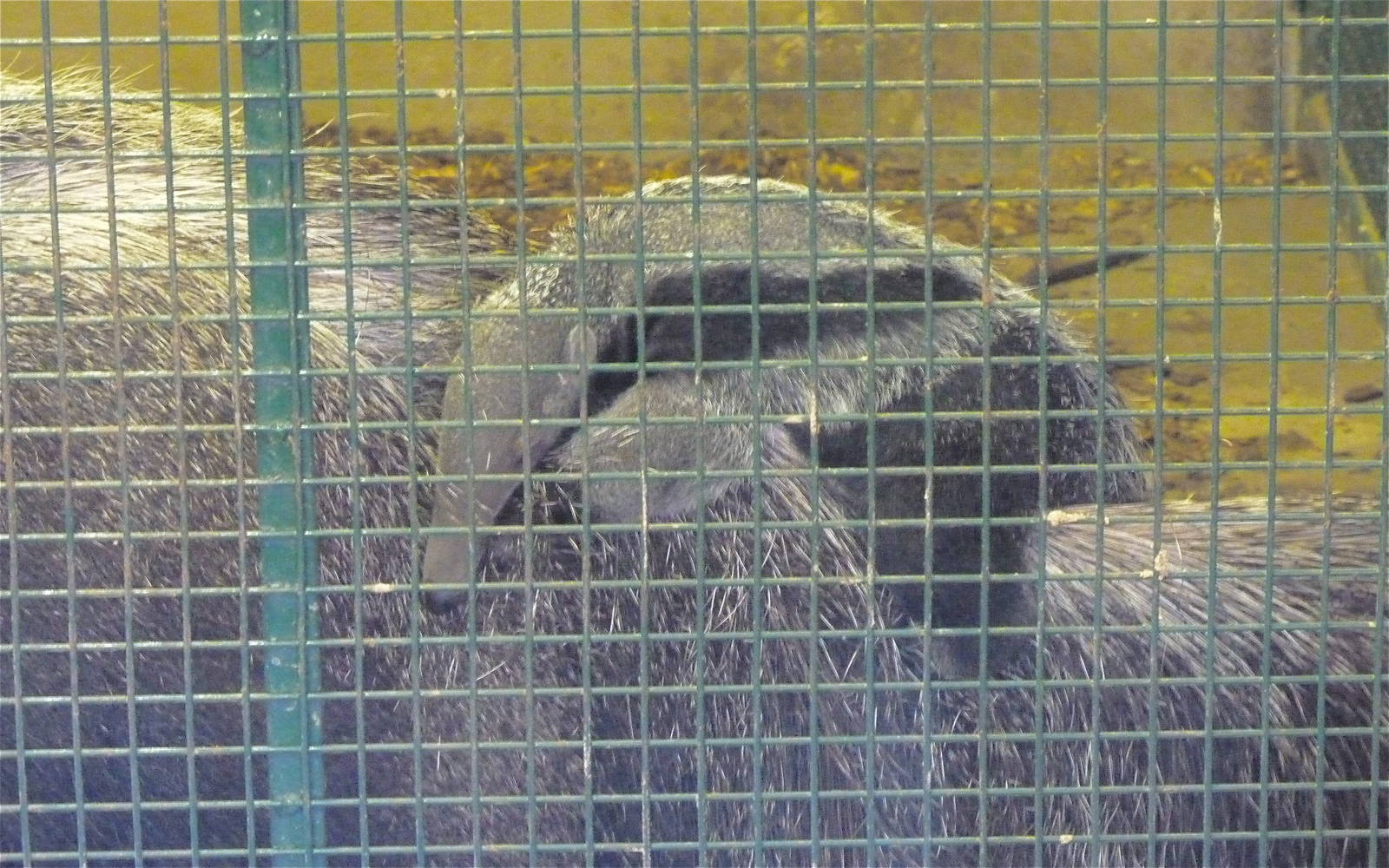 Star the Baby Anteater