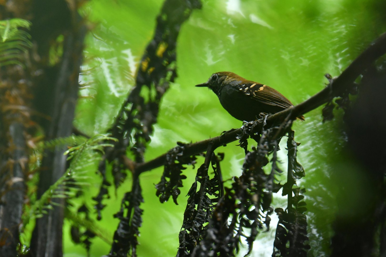 Star-throated Antwren Rhopias gularis