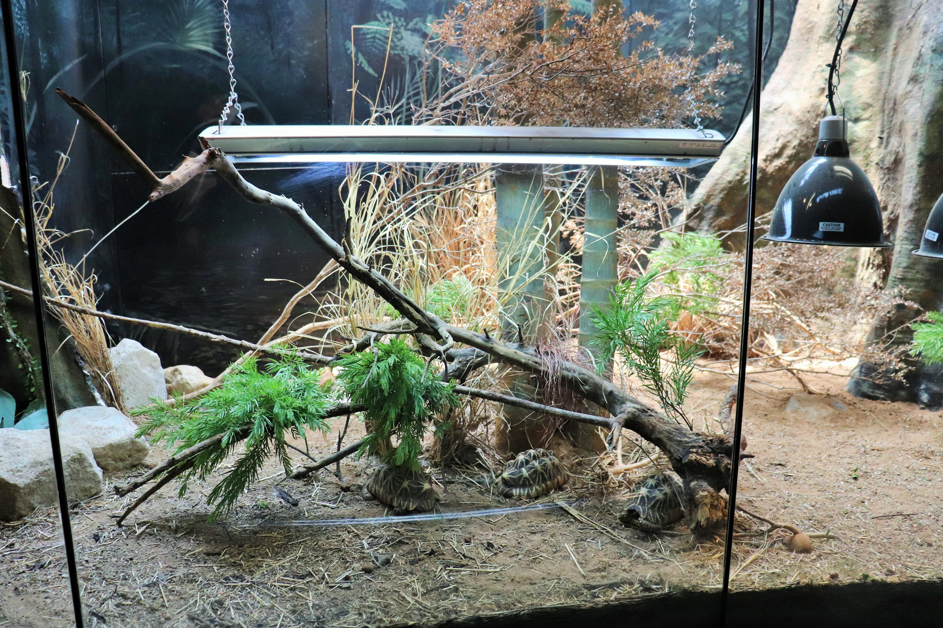 Star Tortoise Enclosure