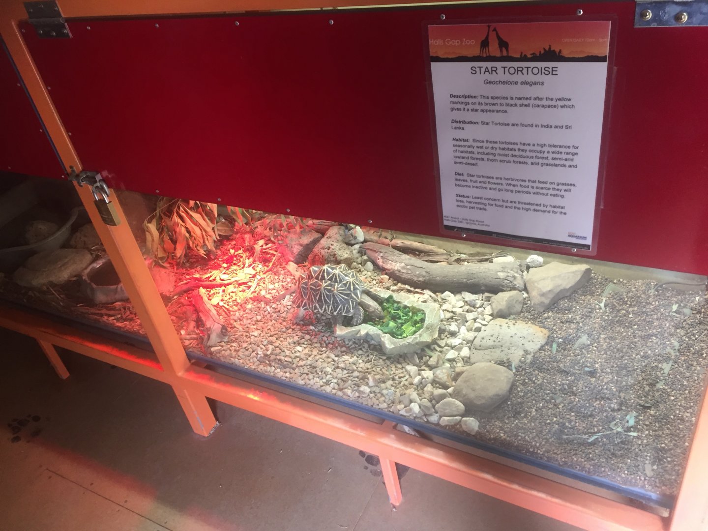 Star Tortoise Exhibit