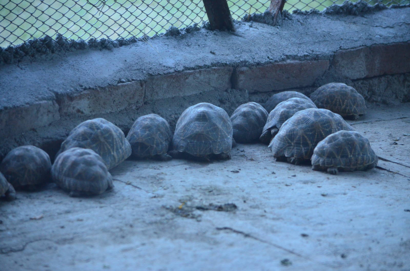Star tortoise (Geochelone elegans)