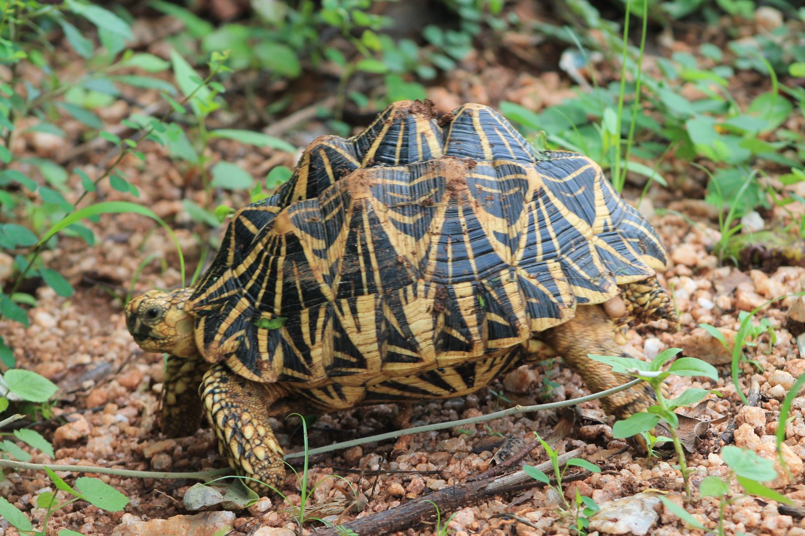 Star Tortoise (Geochelone elegans)