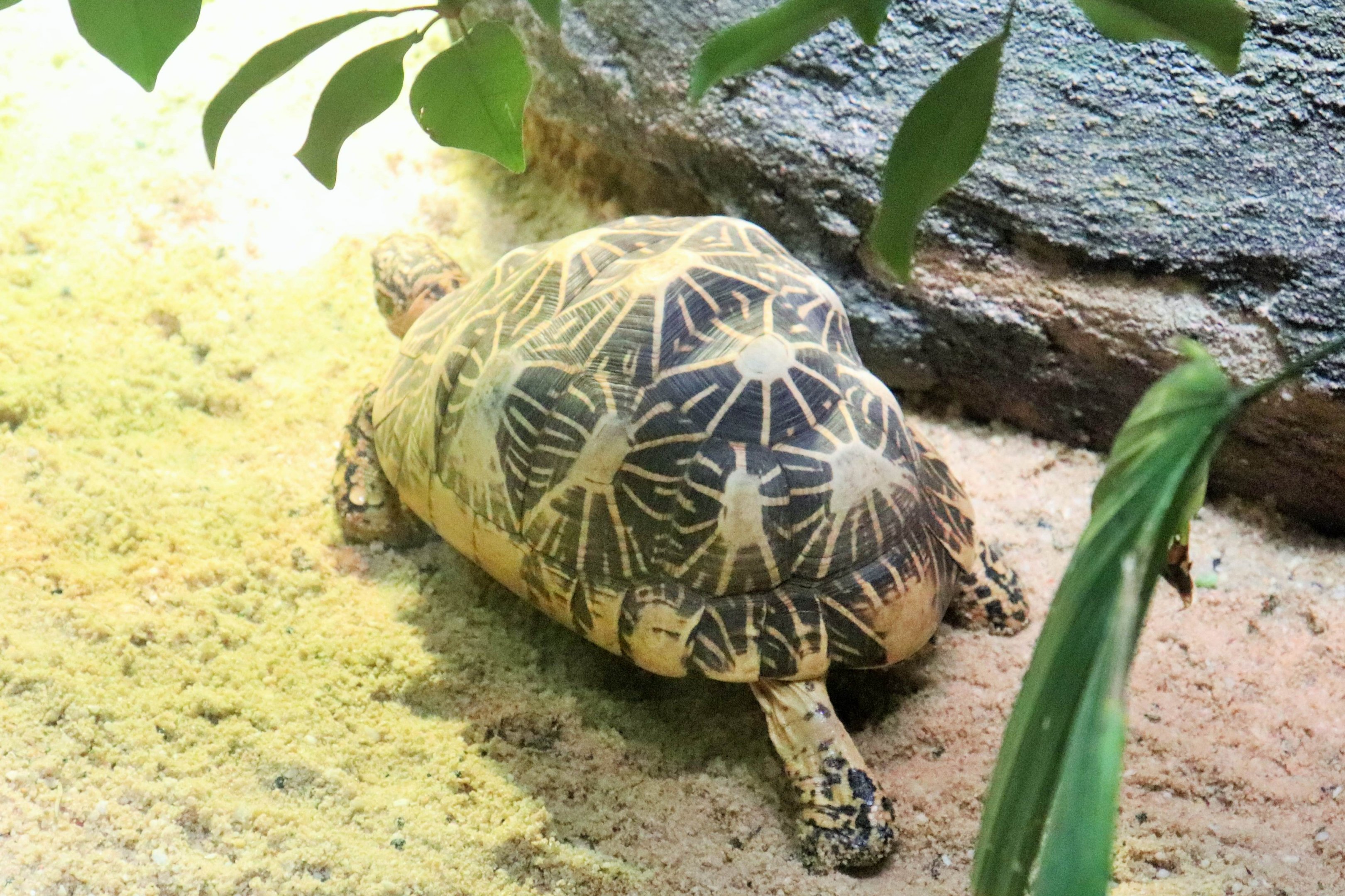 Star Tortoise (Geochelone elegans)