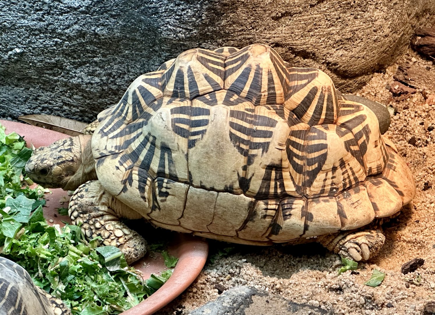 Star tortoise (Geochelone elegans)