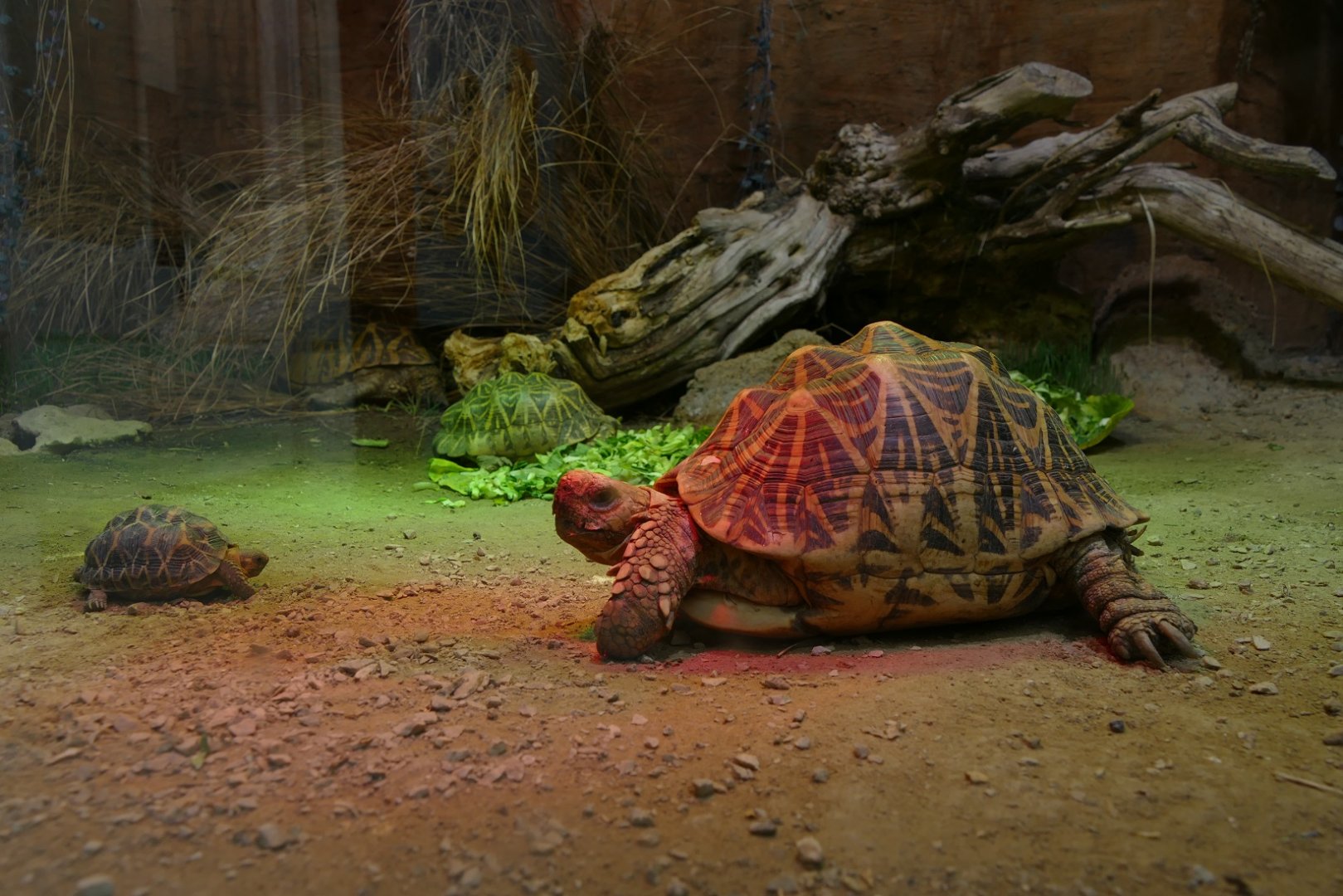 Star tortoise, September 2018