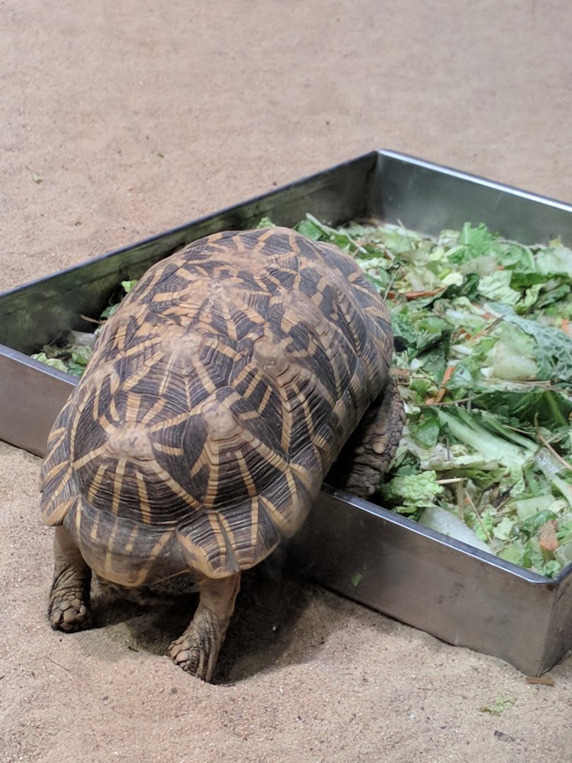 Star Tortoise Zoo Praha 2018