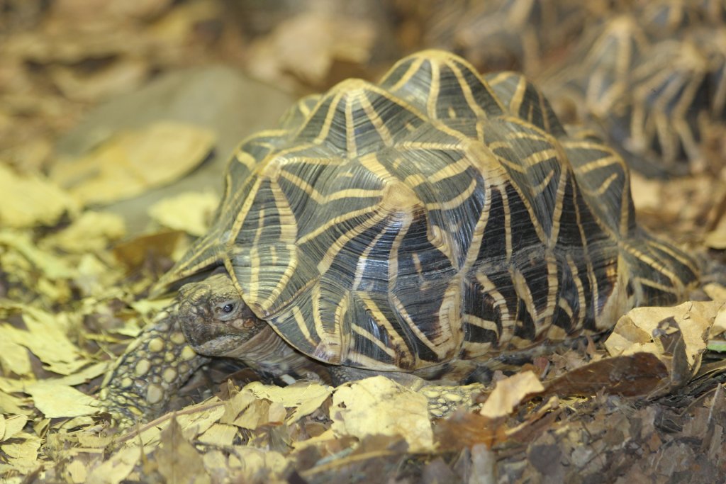 Star Tortoise