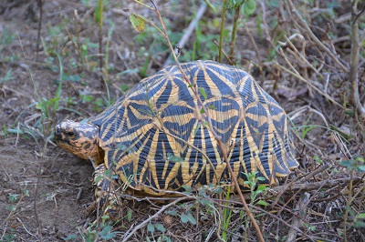 Star tortoise
