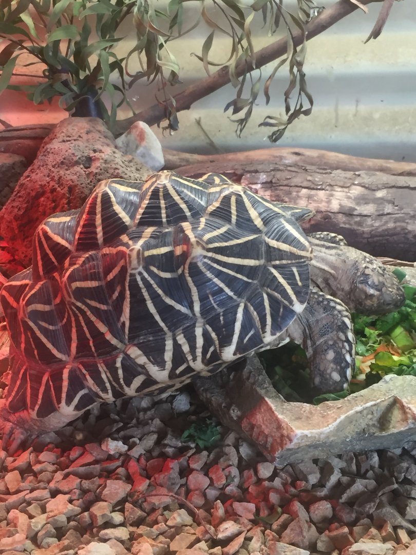 Star Tortoise